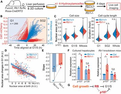 The cell cycle inhibitor RB is diluted in G1 and contributes to controlling cell size in the mouse liver